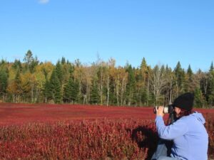 Country Lane Wedding Photography Logo