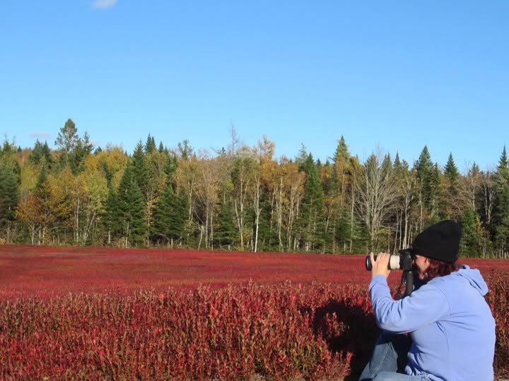 Country Lane Wedding Photography Logo